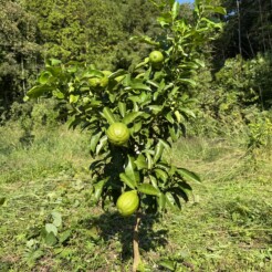 田舎暮らし：はじめての天草レモン　「手間をかける」サムネイル