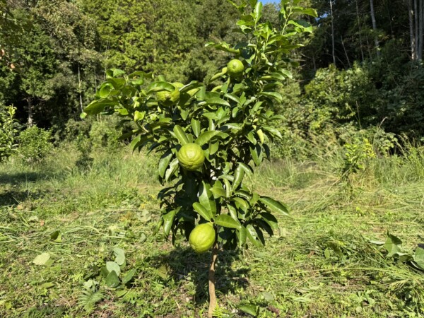 田舎暮らし：はじめての天草レモン　「手間をかける」サムネイル